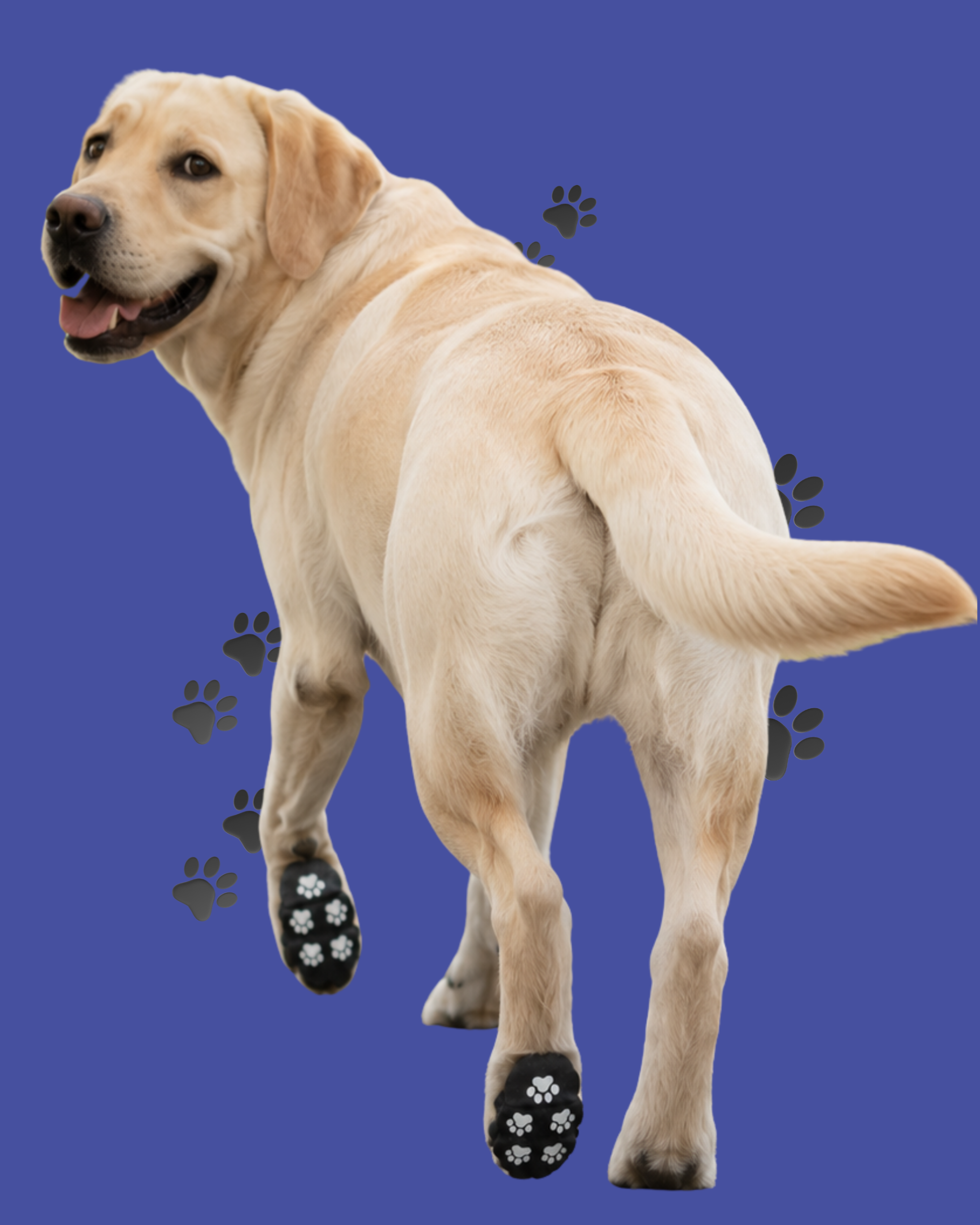 Bugpaws Paw Protectors Applied